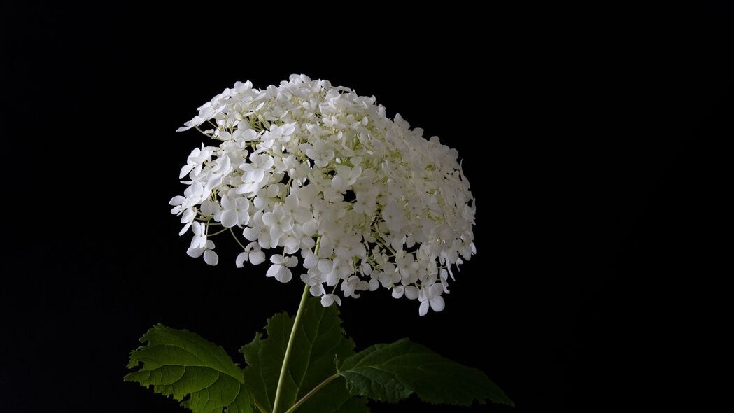 绣球花绽放花瓶间，黑色调4K超清壁纸，3840x2160高清下载