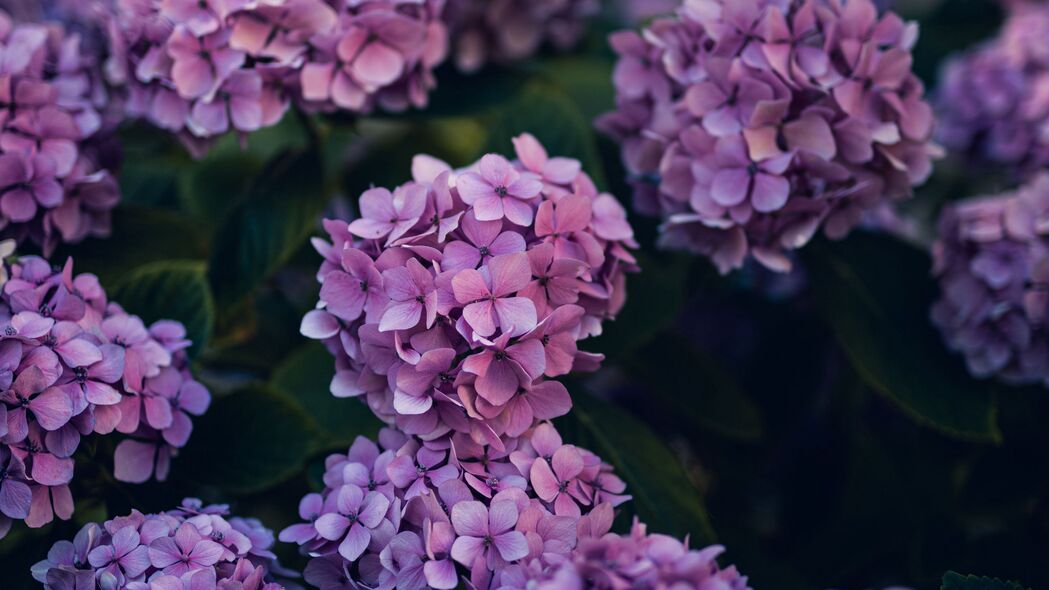 绣球花灌木，绝美紫色树叶4K壁纸，3840x2160超清背景图片下载