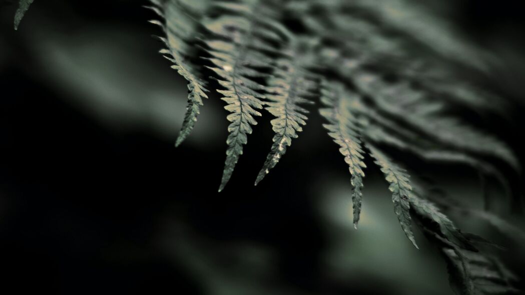 蕨类植物微距特写，叶子焦点4K高清壁纸，3840x2160超清背景图片，一键下载