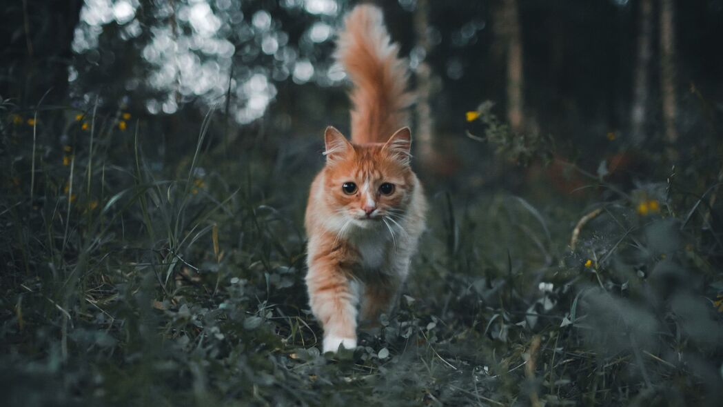 猫宠萌趣，蓬松可爱，草丛嬉戏，精选4K高清壁纸（3840x2160）免费下载