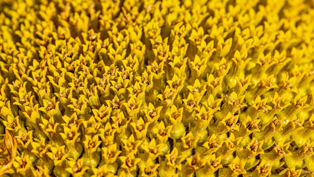 4K高清花朵花粉壁纸，宏观美景，3840x2160分辨率背景图片下载