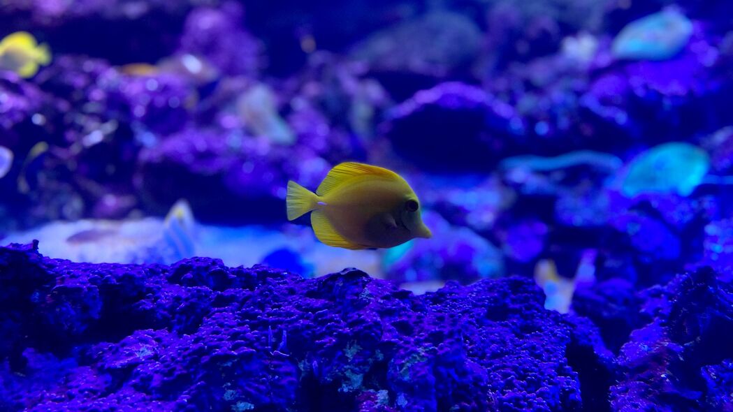 斑马鱼水族馆，珊瑚美景4K高清壁纸，3840x2160分辨率免费下载