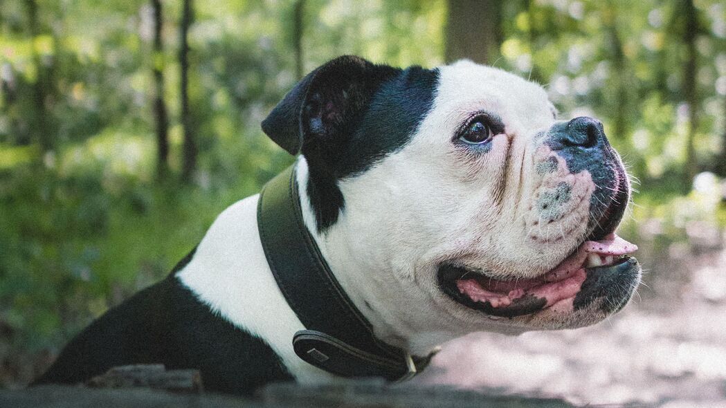 斗牛犬萌宠档案，突出舌头4K高清壁纸，3840x2160分辨率，免费下载