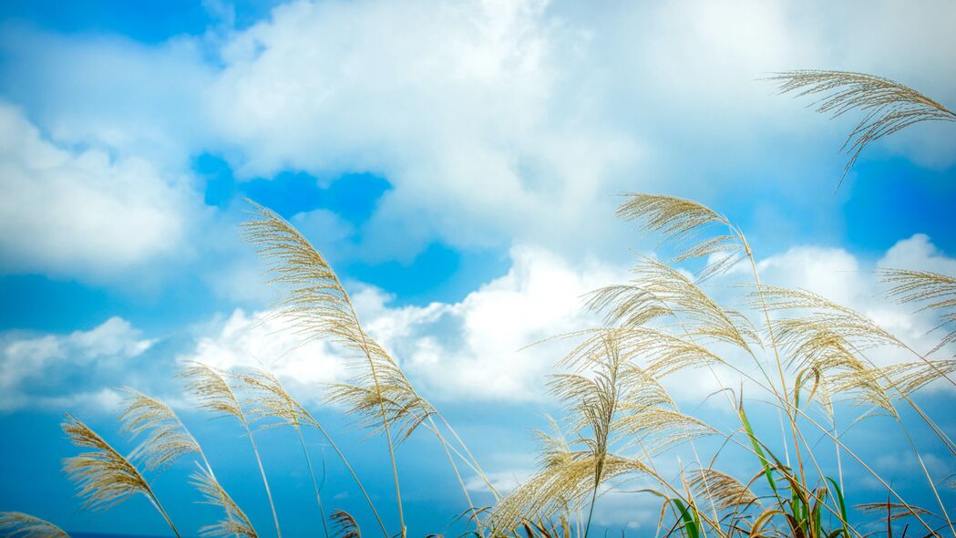 耳朵聆听自然之声，草绿天空蓝，云卷云舒4K壁纸，超清3840x2160风景图片下载