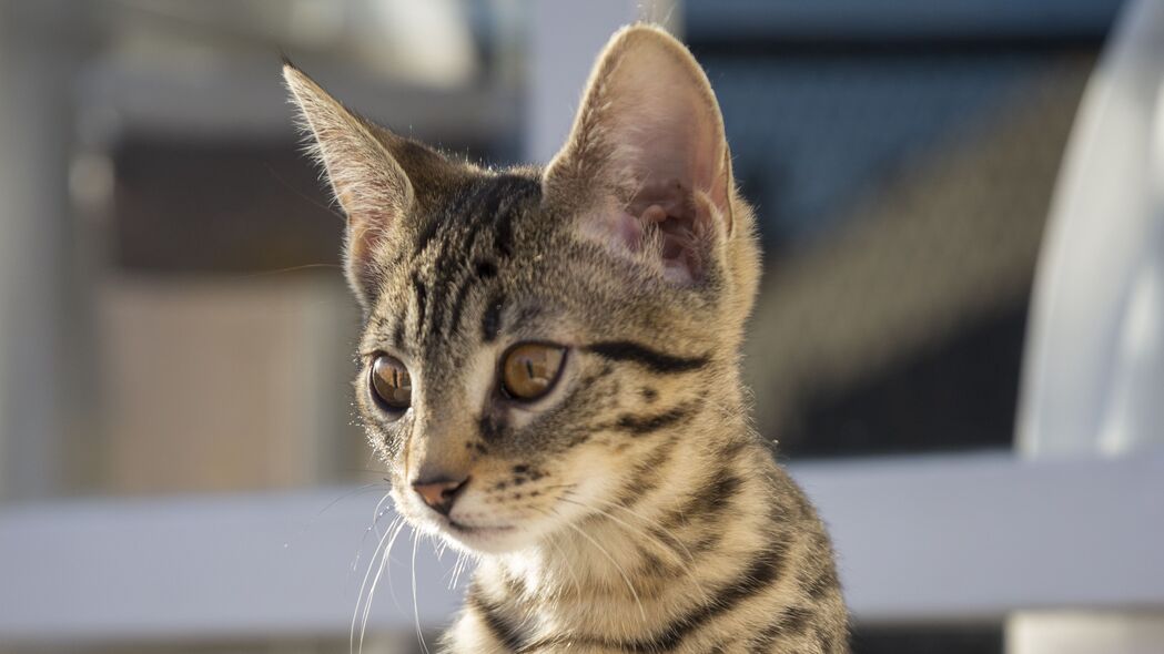 猫爪轻抚，高清4K宠物壁纸下载 - 3840x2160超清动物图片精选
