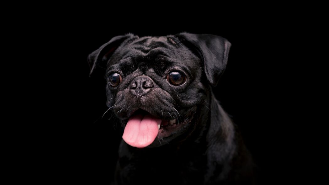 黑色Pug狗高清4K壁纸，可爱宠物，突出舌头，3840x2160超高清动物图片下载