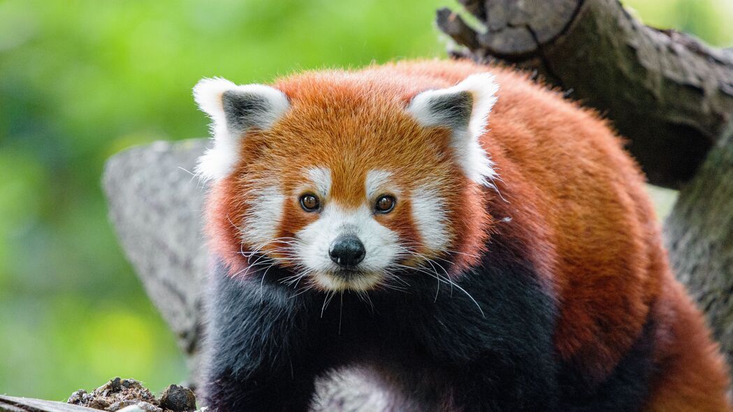 红熊猫惊艳一瞥，超清4K动物壁纸，3840x2160高清下载，尽享细节之美