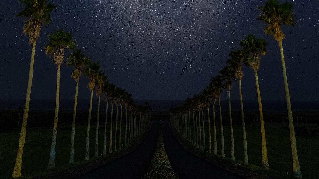 夜晚棕榈树下的星空奇迹，高清4K壁纸，3840x2160极致画质，星星闪烁等你来下载！