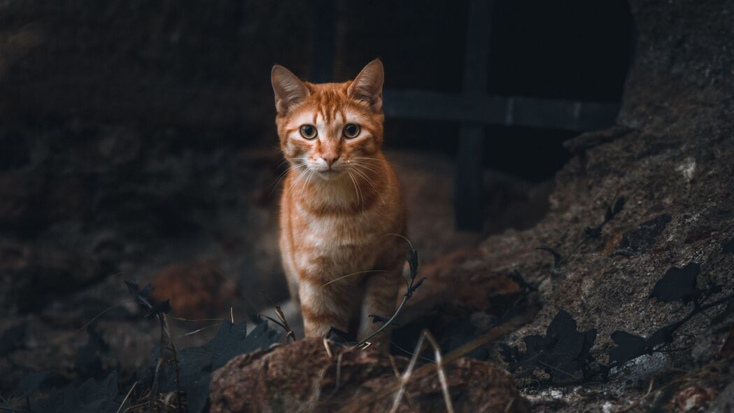 橙色猫咪4K高清壁纸，3840x2160宠物动物一瞥，精美壁纸免费下载
