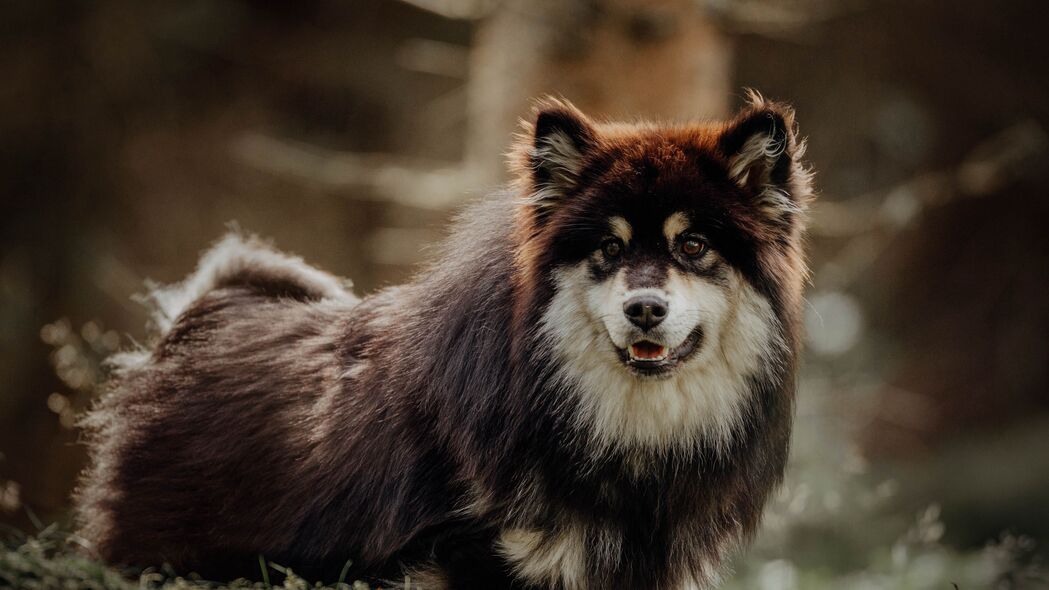 芬兰拉普猎犬宠物壁纸，超有趣4K高清大图，3840x2160分辨率，畅享动物之美！