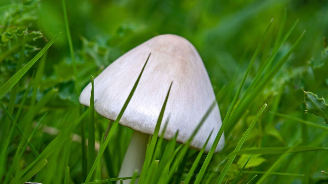 4K高清壁纸，精美蘑菇草丛，超清3840x2160宏观视角，一键下载