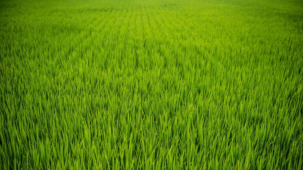 4K绿色田野壁纸，高清草植物风景，3840x2160分辨率，一键下载美化桌面