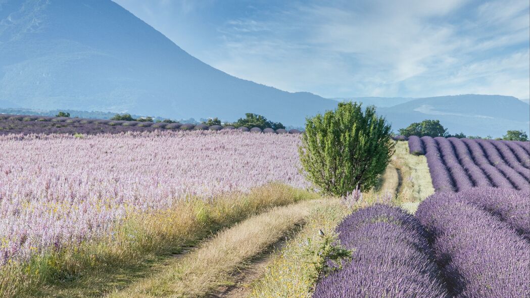 薰衣草灌木斜坡美景，高清4K壁纸，3840x2160分辨率，尽在咫尺之遥