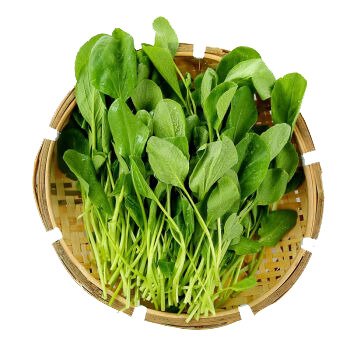 高清PNG透明图片，新鲜鸡毛菜，动植物元素丰富，植物设计素材下载