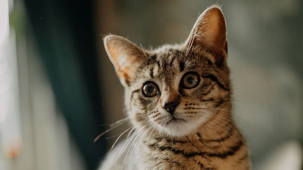 萌猫倩影，可爱小猫耳朵特写，精选4K高清壁纸（3840x2160）免费下载