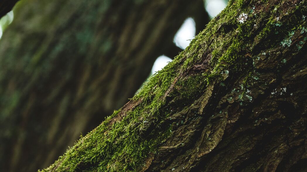 树影苔藓，4K超清聚焦——3840x2160高清风景壁纸，一键下载