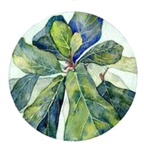 圆形植物背景PNG透明图，高清漂浮叶子元素，创意图片设计素材下载