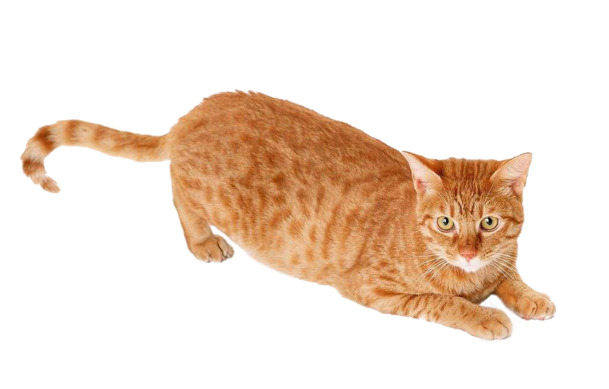 猫类高清PNG，黄猫花猫图片素材，透明背景，动植物元素设计下载