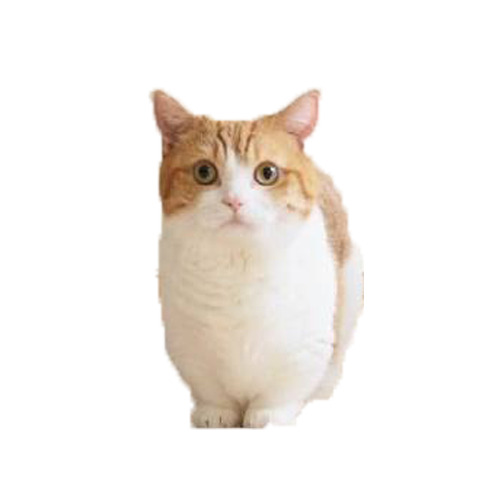 猫咪PNG透明图，动植物元素，高清设计素材下载