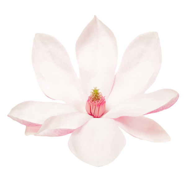 玉兰花瓣实物高清PNG，白色香醇，花芯清晰可见，动植物元素设计素材下载