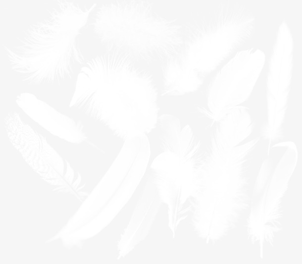 羽毛PNG透明图，高清动物装饰元素，设计素材免费下载