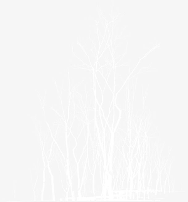 手绘白色线条冬季大树PNG素材，高清透明，圣诞节日元素，免费下载
