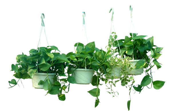 藤本植物吊篮PNG素材，高清透明动植物元素，创意植物图片设计下载