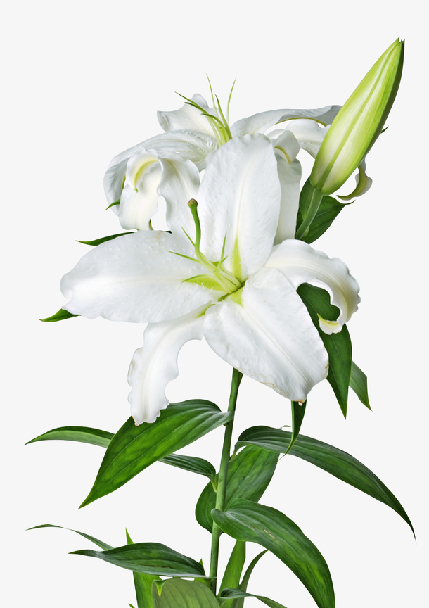 百合花高清PNG，三朵洁白鲜花，透明背景，动植物元素设计素材下载
