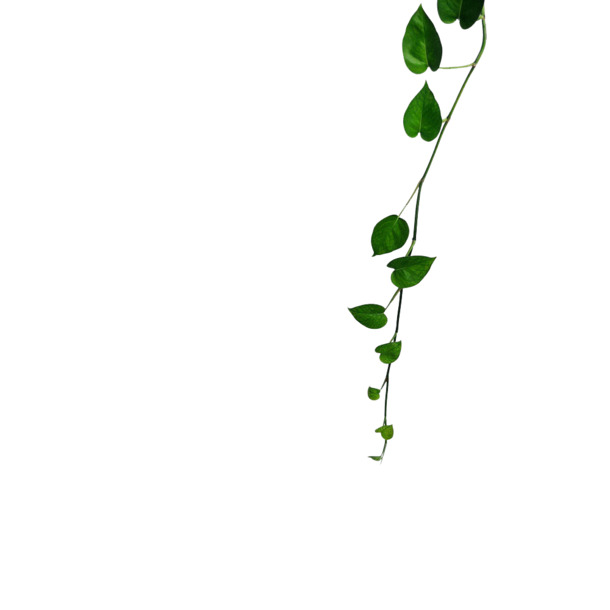 藤曼素材高清PNG，动植物元素，透明图片，设计下载新选择