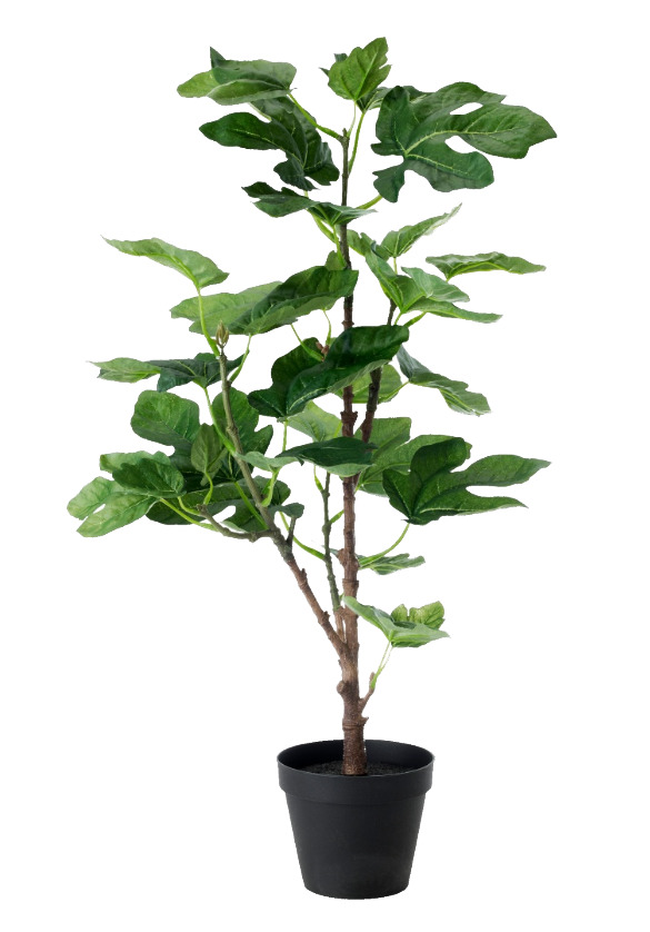 翠绿个性植物PNG素材，高清透明动植物元素，设计必备下载
