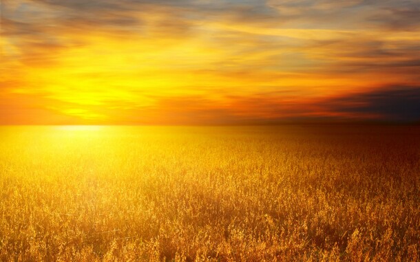 阳光下的草地夕阳美景，高清PNG透明背景banner海报设计素材下载
