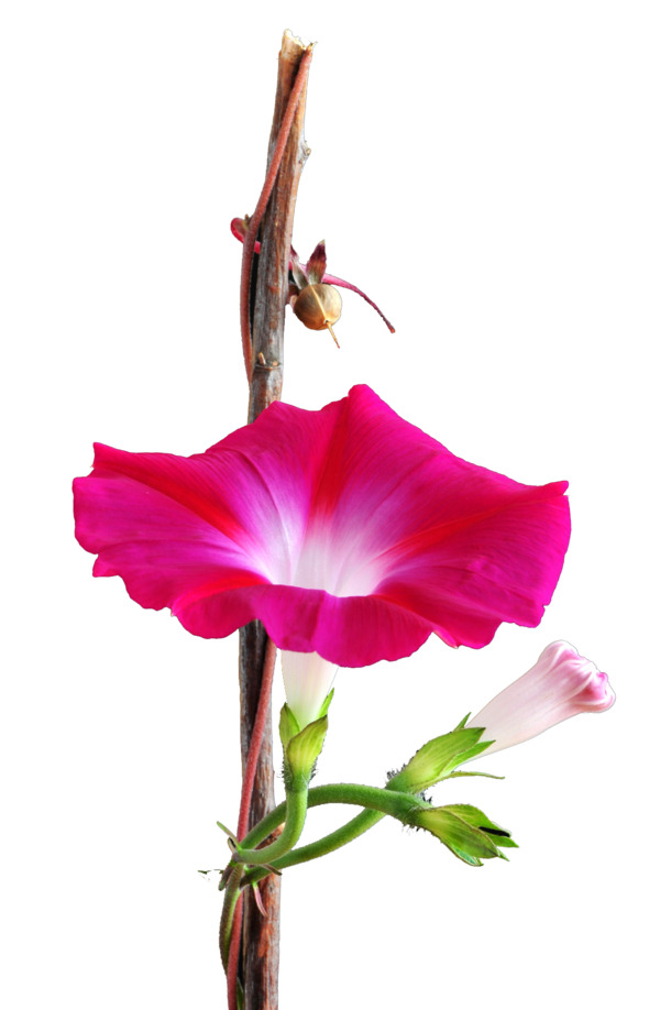 小喇叭花高清PNG素材，红色枝干与花瓣，透明背景，漂浮元素设计