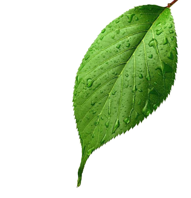 绿色露珠树叶PNG透明图片，高清实物装饰元素，植物图片设计素材下载
