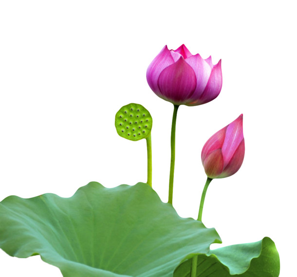 粉色水芙蓉荷叶高清PNG素材，透明动植物元素设计图下载