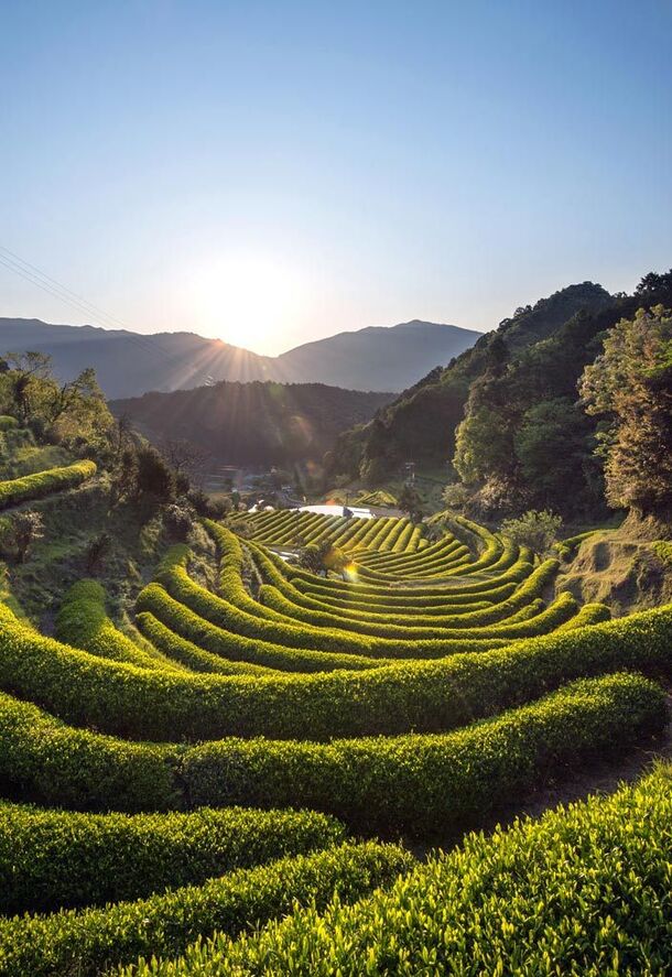 茶树山坡日出高清PNG透明图，摄影风景素材，免费下载