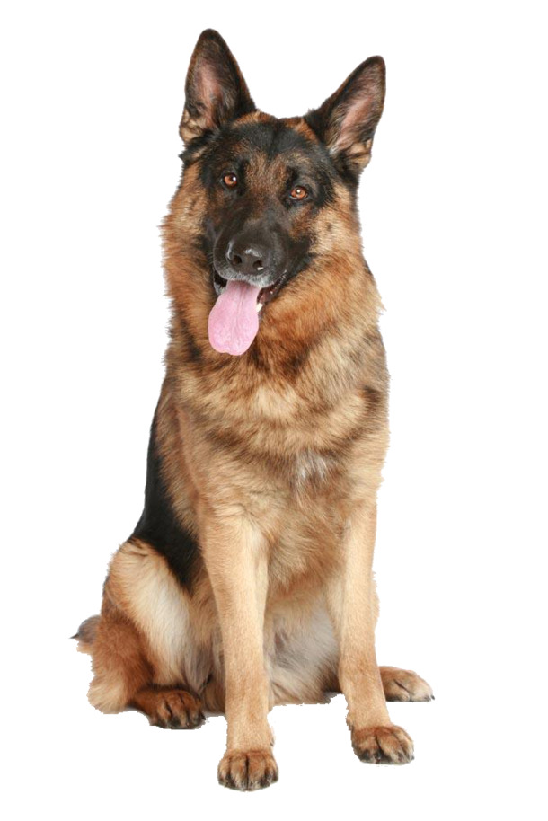 吐舌头猎犬PNG透明图片，高清动植物元素设计素材下载