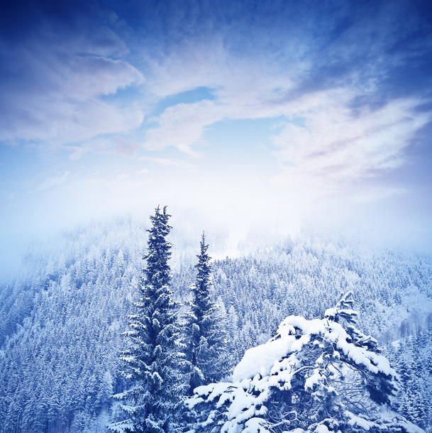 秋季森林雪景PNG透明背景图片，高清底纹设计素材下载