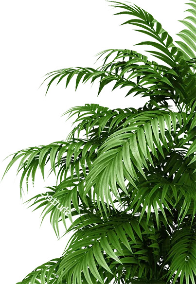 植物家居生活，高清PNG动植物图片素材，透明背景，设计无忧下载