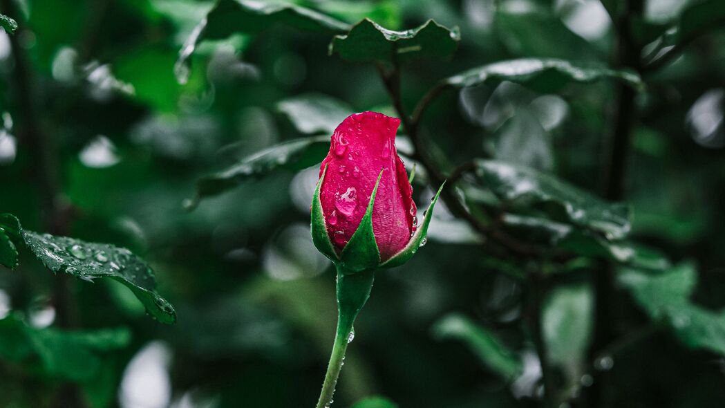 玫瑰绽放之美，高清4K壁纸，3840x2160分辨率，花开滴湿，绝美背景图片，免费下载