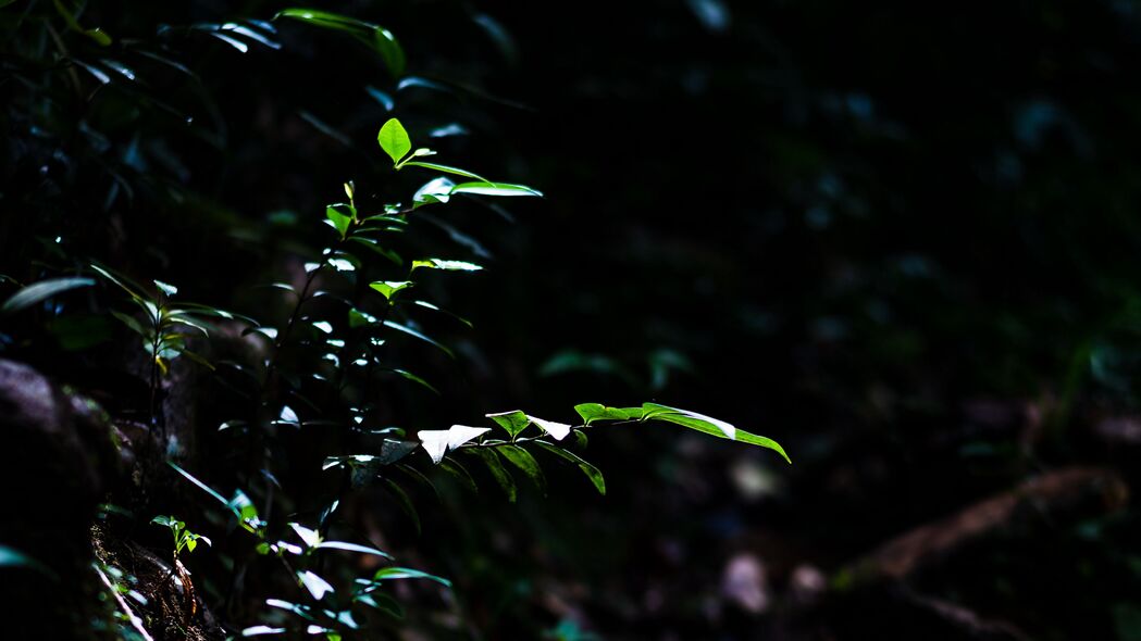 4K超清枝叶光苔藓壁纸，绝美风景，3840x2160高清下载