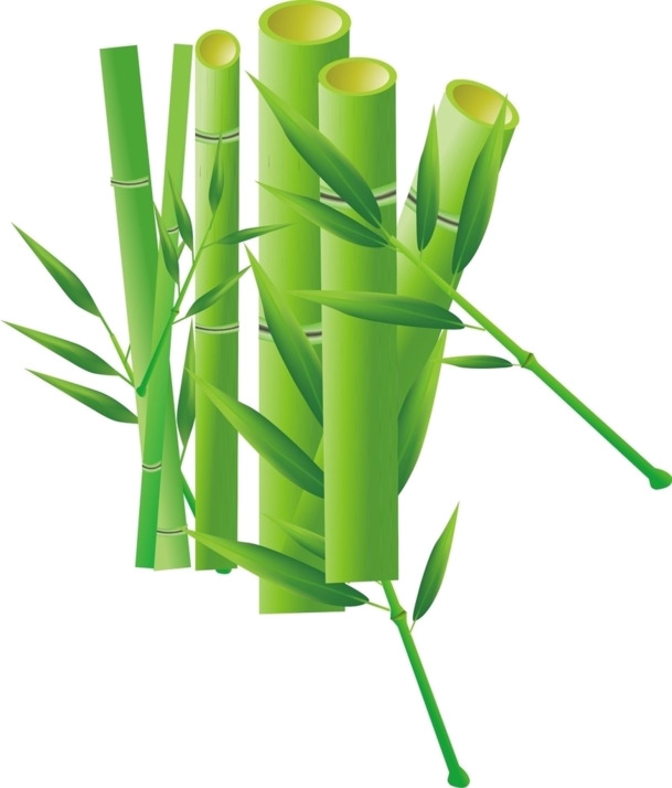 素描手绘竹子，精美高清PNG透明素材，设计装饰必备元素
