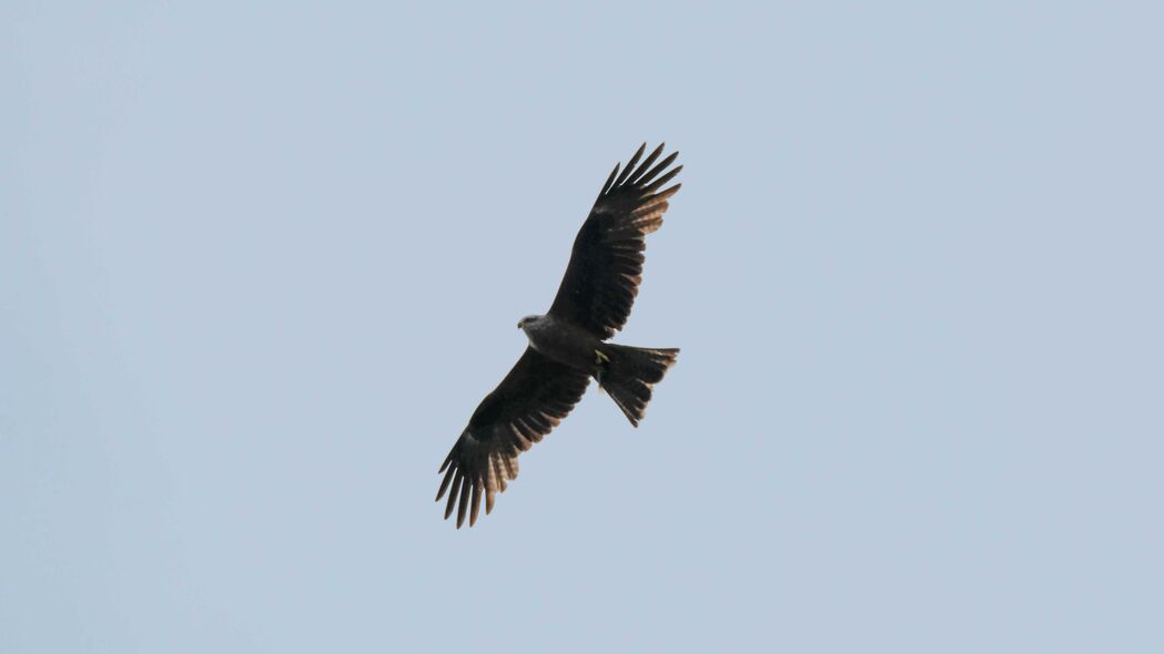 鹰击长空，4K超清捕食者飞行壁纸，翅膀舞动之美，3840x2160高清下载