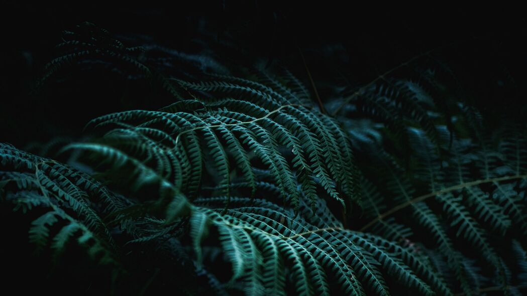 蕨类植物与树枝之美，宏观视角下的4K高清壁纸，3840x2160分辨率，免费下载
