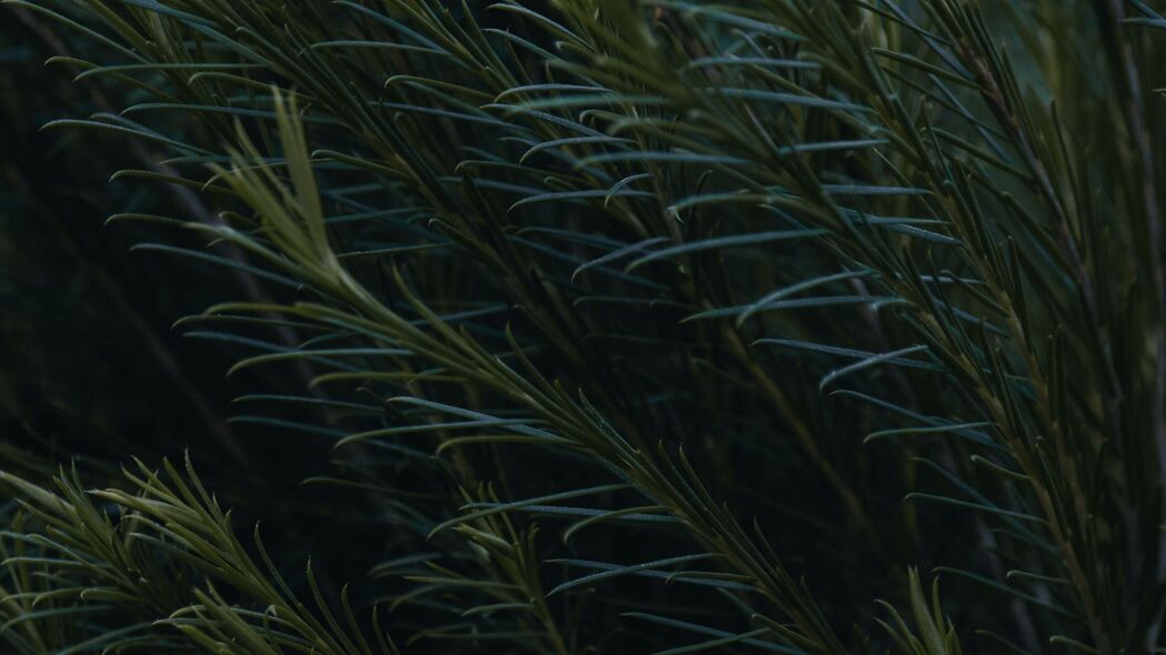 树枝绿叶植物高清4K壁纸，绿色生态之美，3840x2160超高清下载