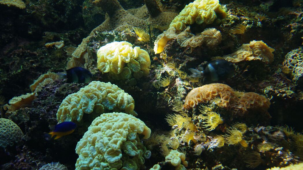 4K超高清水族馆壁纸，鱼、珊瑚、藻类美景，3840x2160分辨率，免费下载
