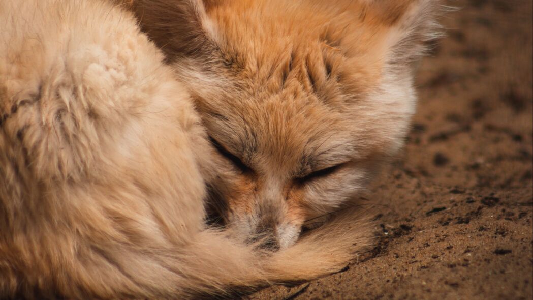 【独家精选】Fennec狐狸高清4K壁纸，可爱动物沉睡瞬间，3840x2160超清画质，下载即享！