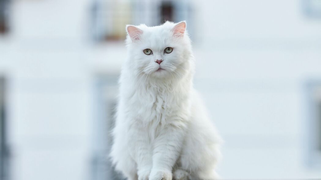 探索超萌猫咪世界，蓬松可爱宠物一瞥，精选4K高清壁纸3840x2160，免费下载动物图片！