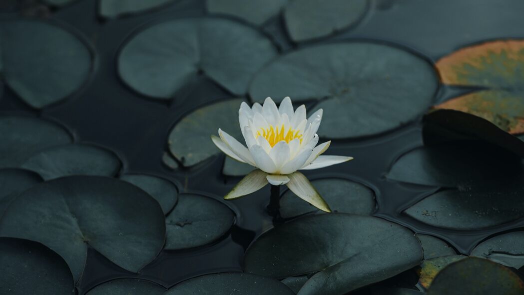 莲花绽放之美，高清4K壁纸，花瓣树叶池塘细腻呈现，3840x2160分辨率畅享下载