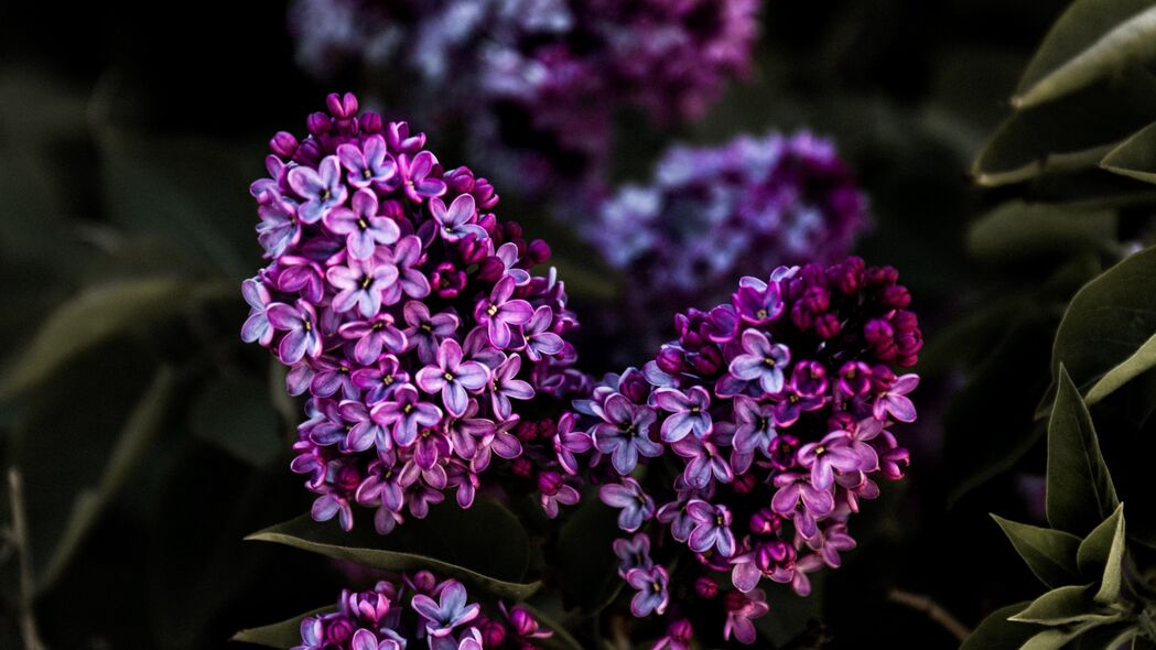 丁香花开，绚丽灌木，树叶婆娑，4K高清壁纸下载，3840x2160绝美背景图片