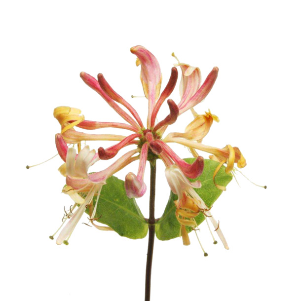 实拍金银花高清PNG透明图，动植物元素丰富，设计素材下载